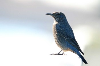 Blue Rock Thrush 京浜島 Thu, 12/14/2023