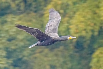 カワウ 洲原公園(愛知県 刈谷市) 2023年12月15日(金)