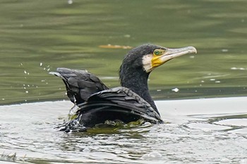 カワウ 洲原公園(愛知県 刈谷市) 2023年12月15日(金)