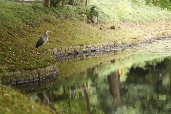 アオサギ 小石川後楽園 2018年10月13日(土)