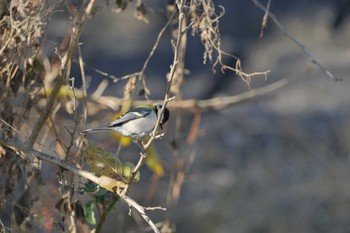 シジュウカラ 秋ヶ瀬公園 2023年12月2日(土)