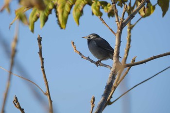 White-cheeked Starling Akigase Park Sat, 12/2/2023