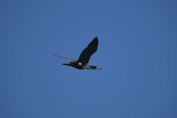 Great Cormorant Akigase Park Sat, 12/2/2023