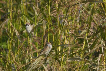 Eurasian Tree Sparrow Akigase Park Sat, 12/2/2023