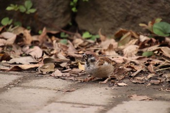 スズメ 小石川後楽園 2018年10月13日(土)