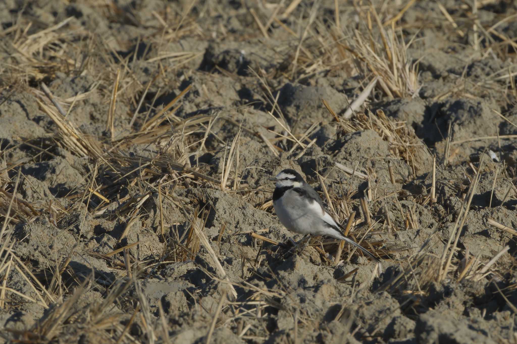 Photo of White Wagtail at Akigase Park by のんちゃん(RS)