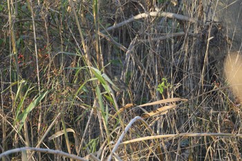 Masked Bunting Akigase Park Sat, 12/2/2023