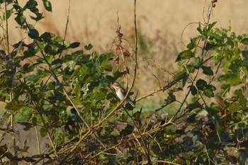 Rustic Bunting Akigase Park Sat, 12/2/2023