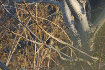 Daurian Redstart Akigase Park Sat, 12/2/2023