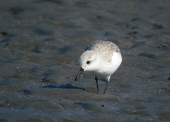 ミユビシギ ふなばし三番瀬海浜公園 2023年12月16日(土)