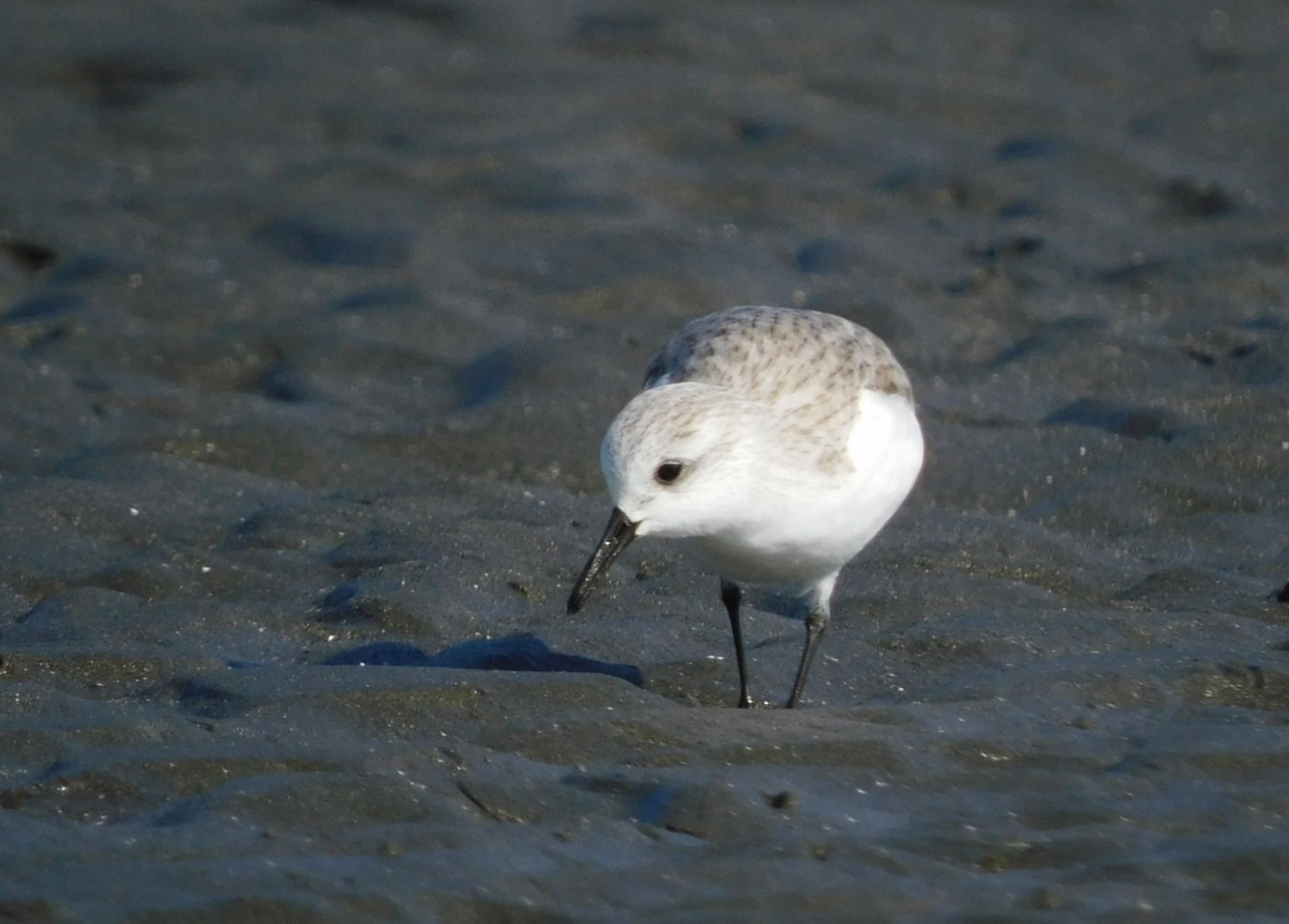 ふなばし三番瀬海浜公園 ミユビシギの写真 by ucello