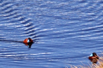 Andean Goose