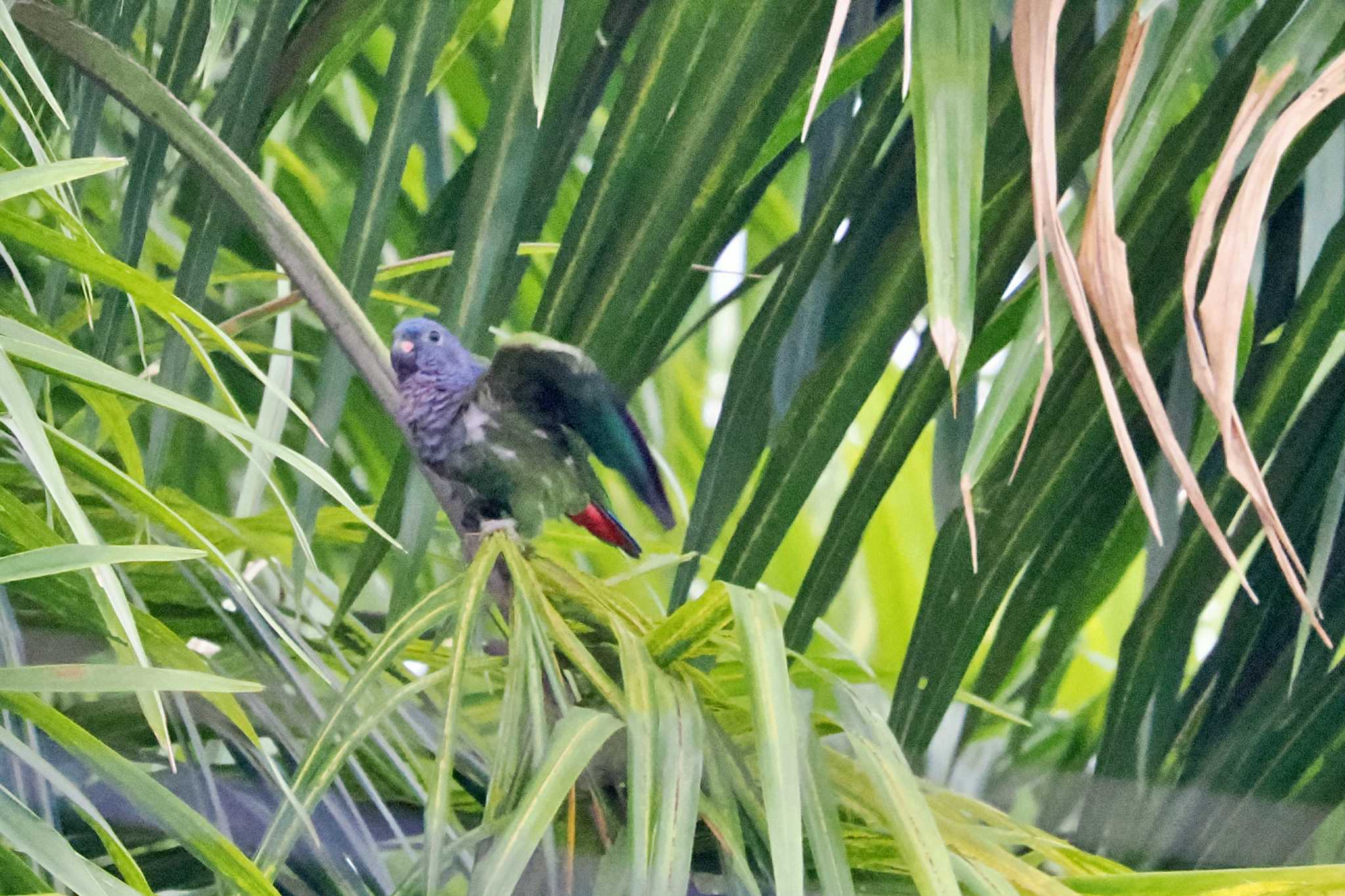 コロンビア アケボノインコの写真 by 藤原奏冥