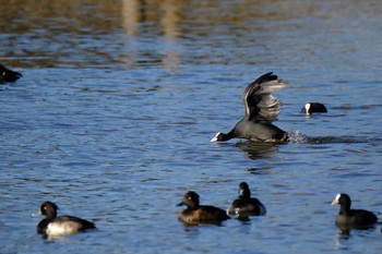 オオバン 門池公園(沼津市) 2023年12月9日(土)