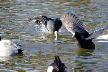 オオバン 門池公園(沼津市) 2023年12月9日(土)