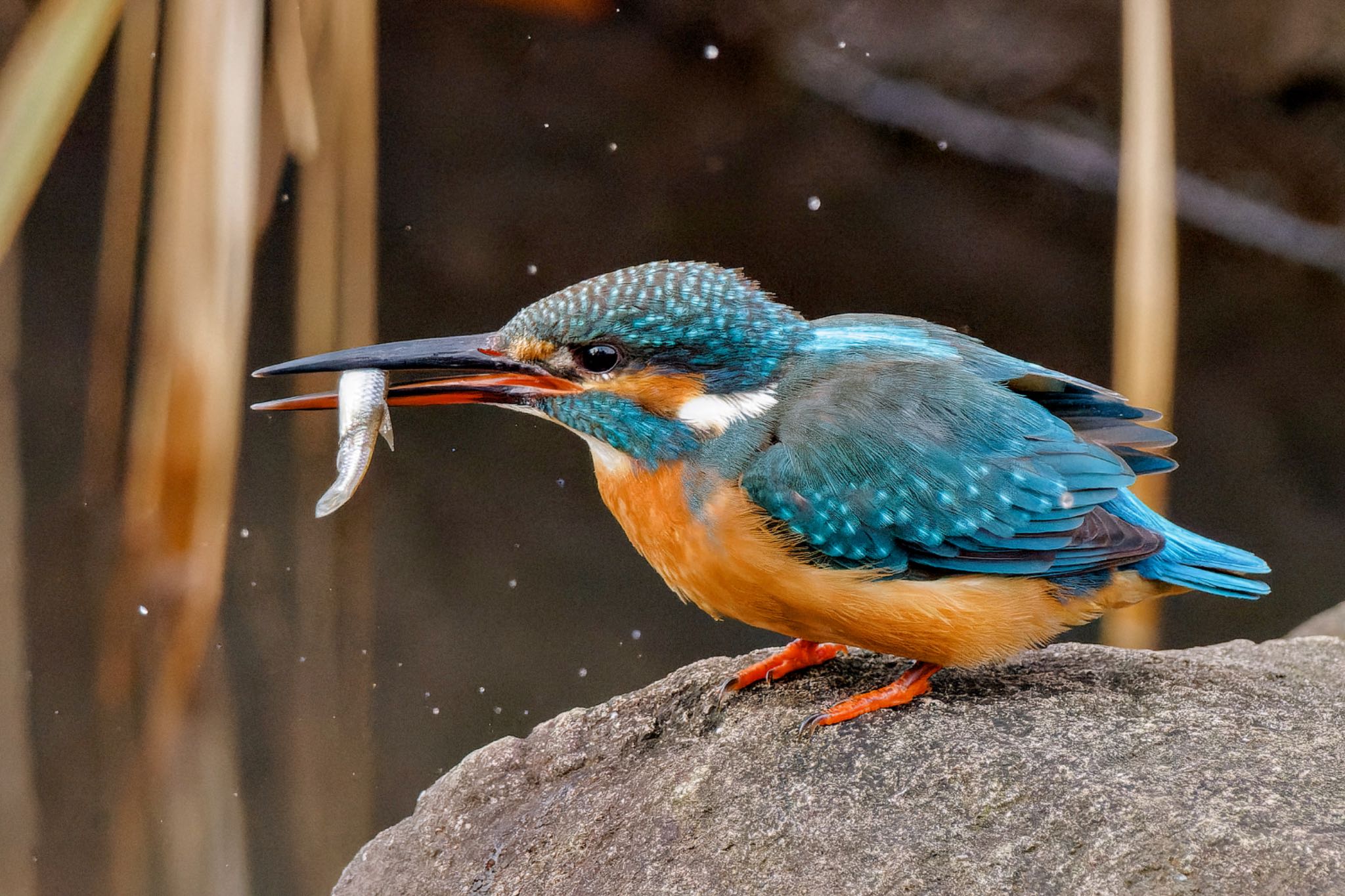 Common Kingfisher