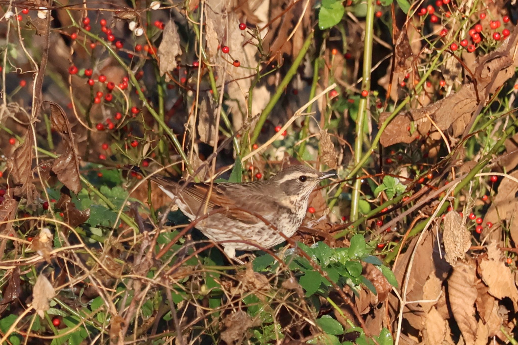 Dusky Thrush