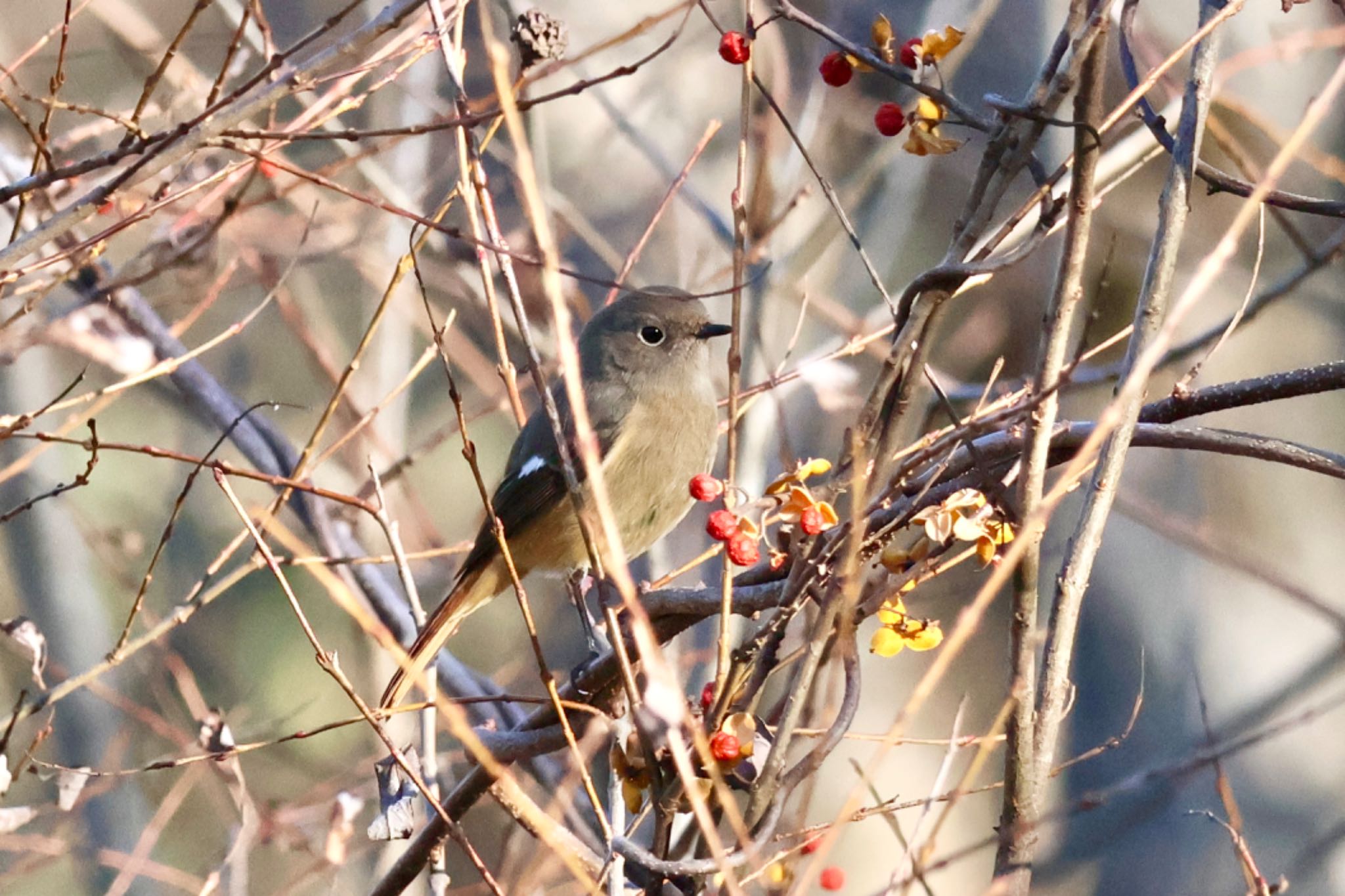 Daurian Redstart