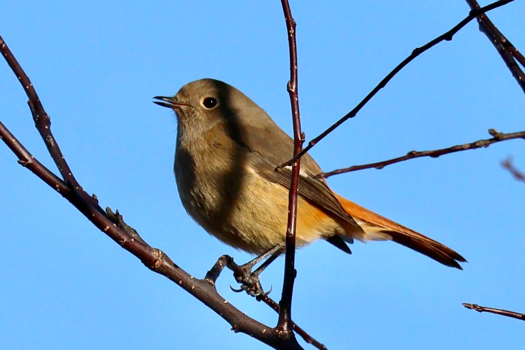 Daurian Redstart