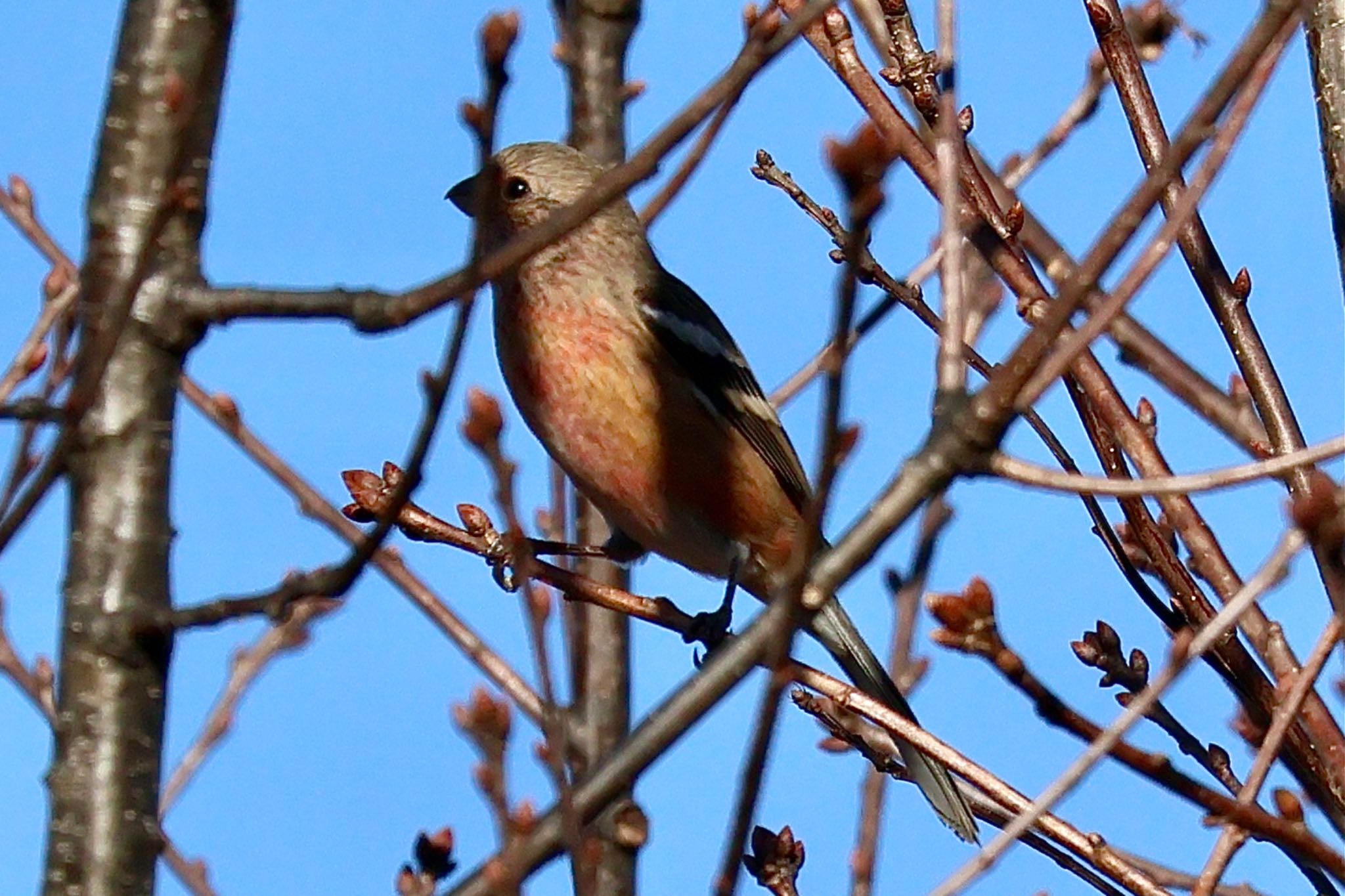 Siberian Long-tailed Rosefinch