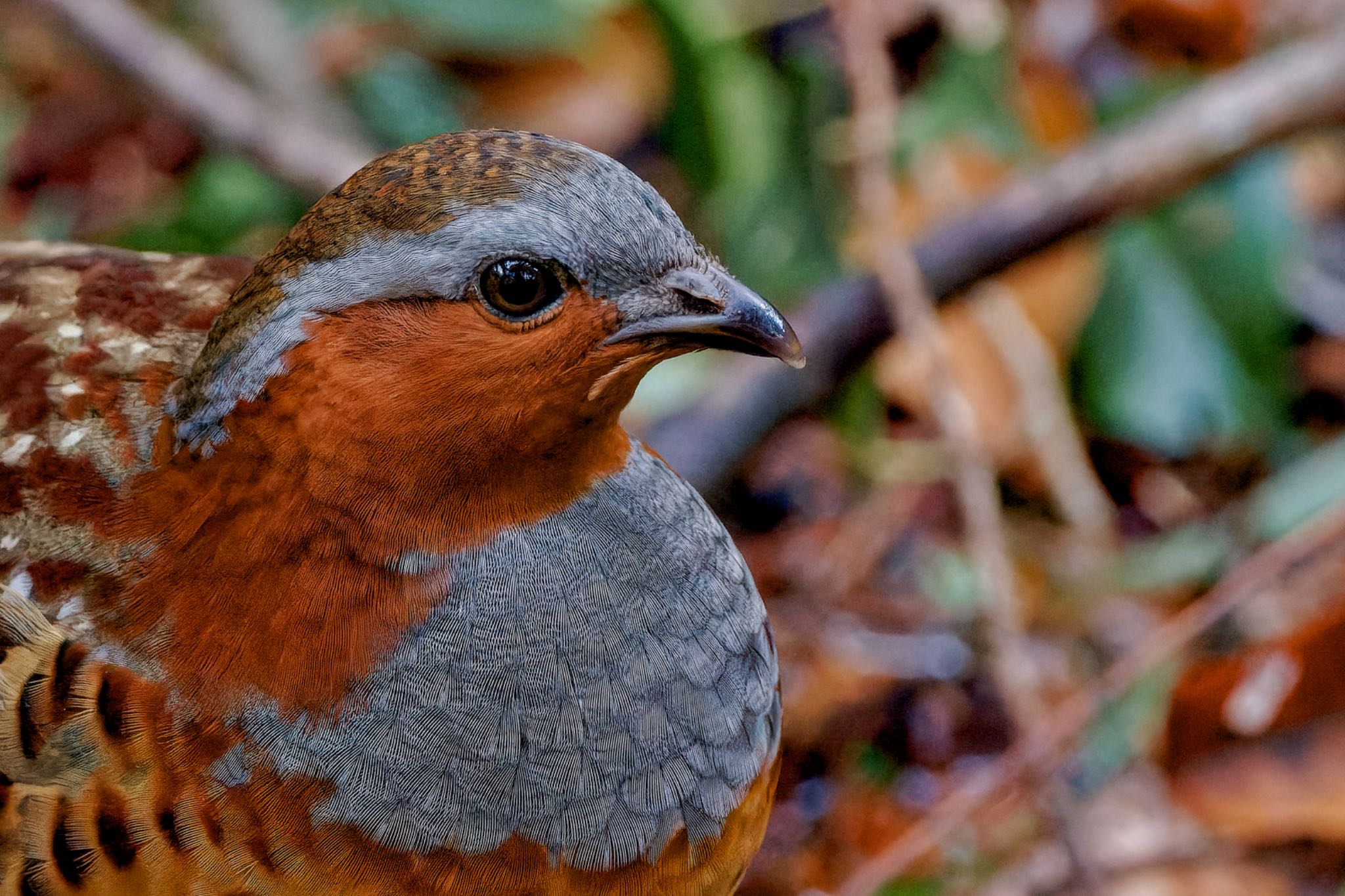 Chinese Bamboo Partridge