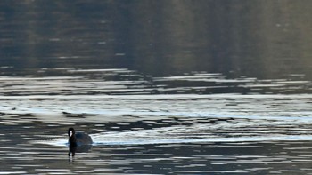 オオバン 佐鳴湖 2023年12月10日(日)