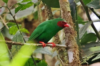 Grass-green Tanager