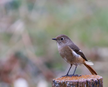 Daurian Redstart Watarase Yusuichi (Wetland) Sat, 12/16/2023