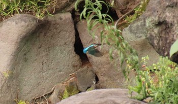 カワセミ 小石川後楽園 2018年10月13日(土)