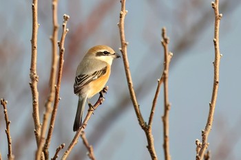 モズ 平塚田んぼ 2023年12月16日(土)