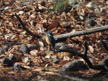 カワセミ 東京港野鳥公園 2023年12月16日(土)