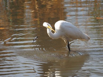 ダイサギ 東京港野鳥公園 2023年12月16日(土)