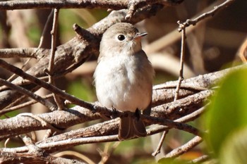 Red-breasted Flycatcher 各務原市内 Thu, 12/14/2023