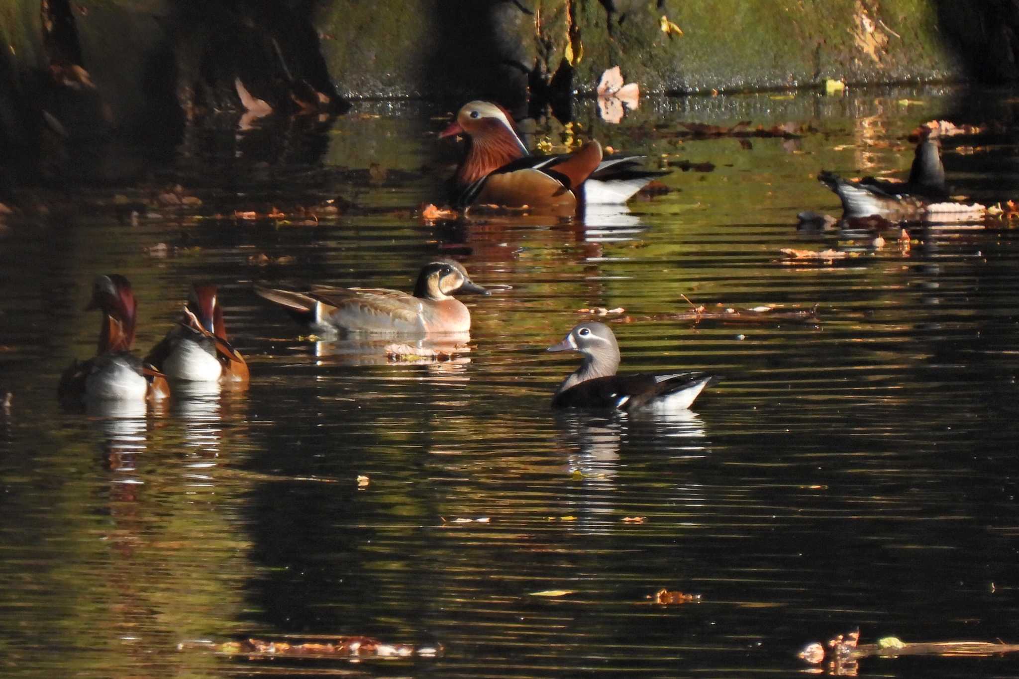 Photo of Baikal Teal at 各務原市内 by 寅次郎