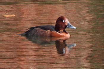 Ferruginous Duck 各務原市内 Mon, 12/11/2023