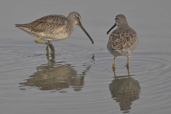 Long-billed Dowitcher Isanuma Mon, 12/11/2023