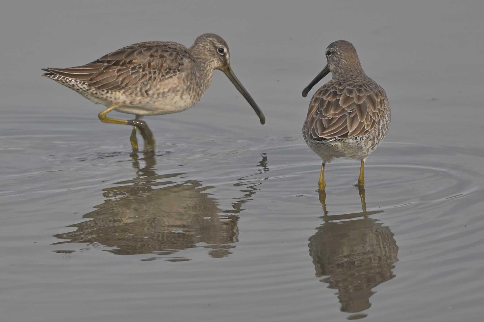 Photo of Long-billed Dowitcher at Isanuma by ask