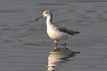 Common Greenshank Isanuma Mon, 12/11/2023