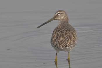 Long-billed Dowitcher Isanuma Mon, 12/11/2023