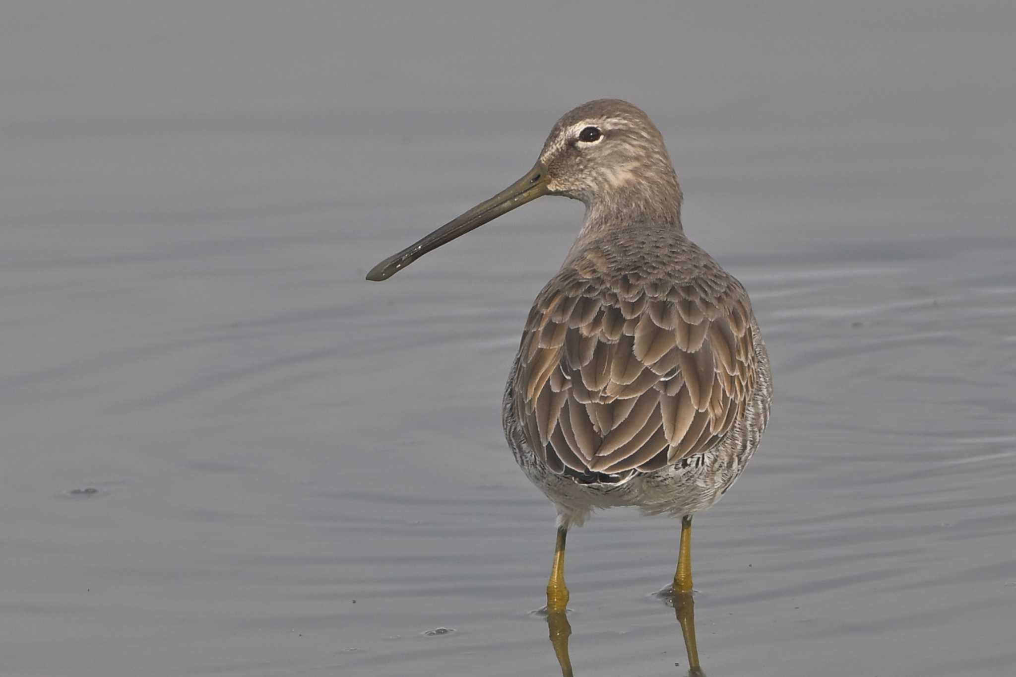 Photo of Long-billed Dowitcher at Isanuma by ask