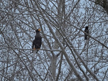 Steller's Sea Eagle Unknown Spots Sat, 12/16/2023