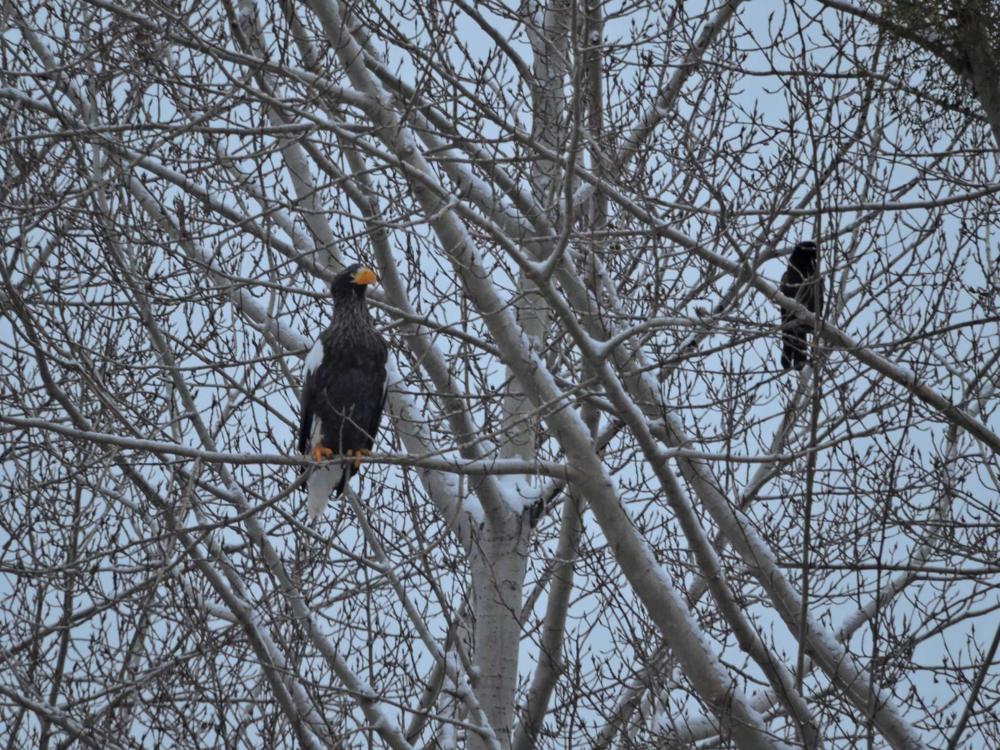 Photo of Steller's Sea Eagle at  by おもち