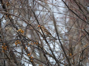 Rustic Bunting 岡谷林道 Sun, 12/17/2023