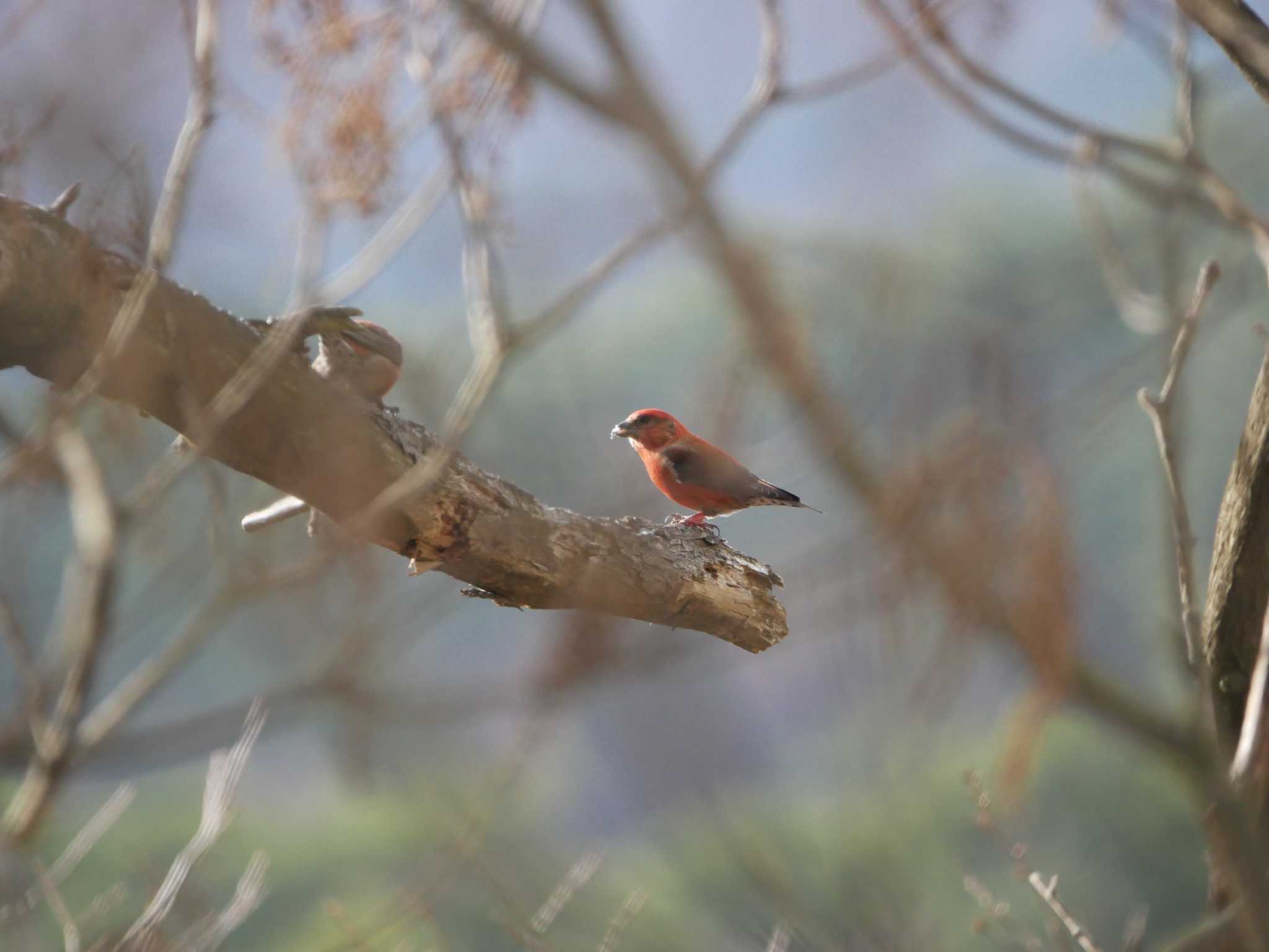 Photo of Red Crossbill at 岡谷林道 by 益子オオマシコ