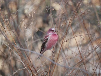 Pallas's Rosefinch 岡谷林道 Sun, 12/17/2023