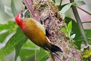 Yellow-vented Woodpecker