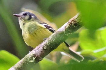 Ashy-headed Tyrannulet