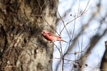 Pallas's Rosefinch Saitama Prefecture Forest Park Sun, 12/17/2023