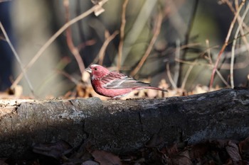 Pallas's Rosefinch Saitama Prefecture Forest Park Sun, 12/17/2023