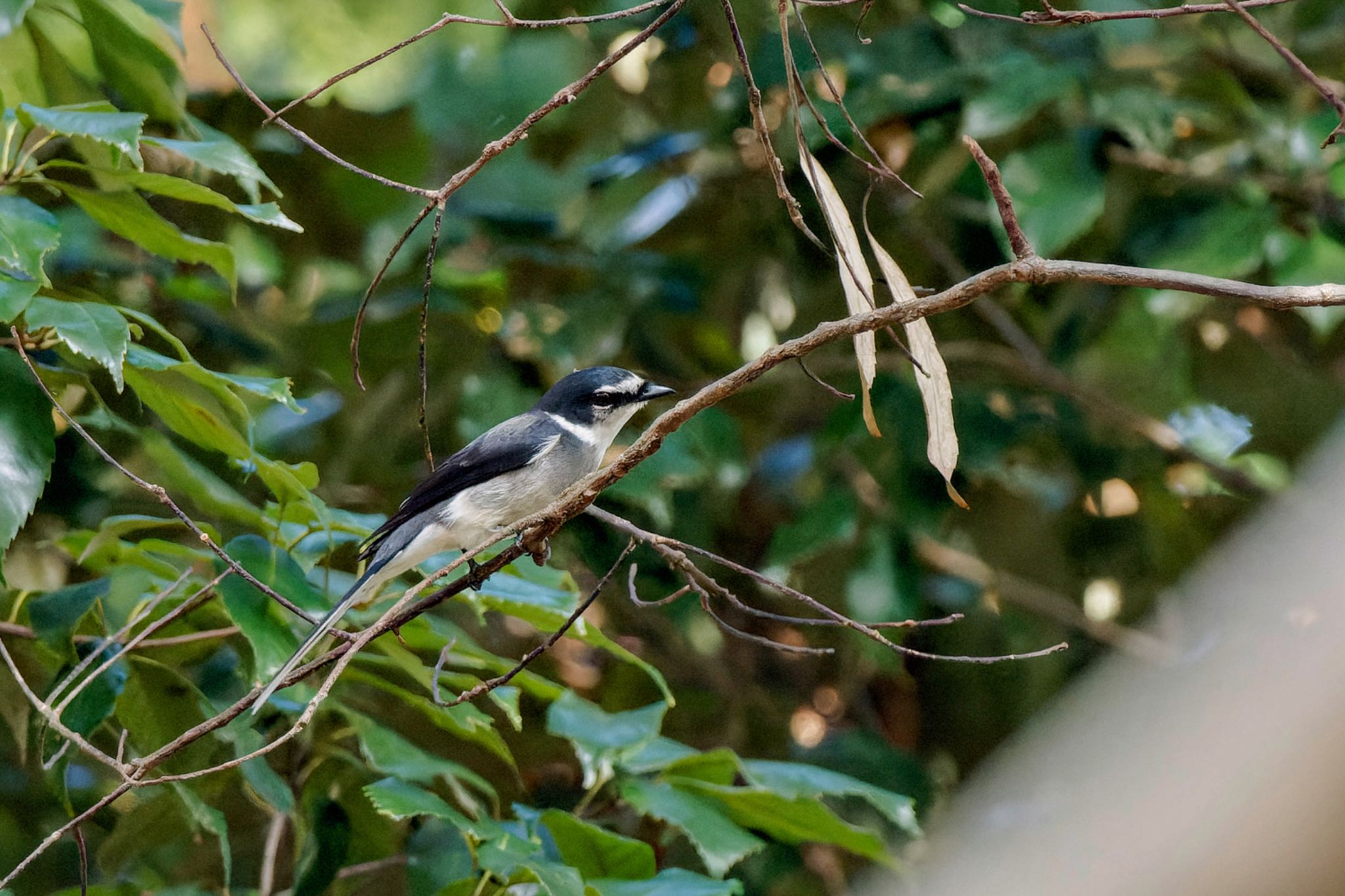 Ryukyu Minivet